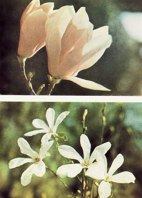 Vintage flower photos Fotografi Vintage, Lukisan Cat Air, Foto Art, Photography Inspo, Pretty Flowers, Pretty Pictures, Film Photography, Mother Nature, Art Inspo