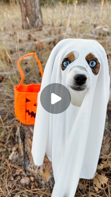 koda & keelie ◡̈ on Instagram: "Spooky season is upon us 👻 

•

#ghosttrend #ghostdog #halloween #october #dogcostume #doghalloweencostume #spookyseason #👻 #ghost #dogmom #dogpictures #dogphotoshoot #australianshepherd #aussie #toyaussie #miniaussie" Diy Dog Ghost Costume, Dog Ghost Costume, Toy Aussie, Mini Aussie, Ghost Costume, Dog Photoshoot, Ghost Dog, Dog Halloween Costumes, Dog Costume