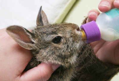 Wild Baby Rabbits, Breeding Rabbits, Wild Rabbits, Crazy Bunny Lady, Cottontail Rabbit, Baby Rabbits, Wild Bunny, Bunny Lady, Raising Rabbits