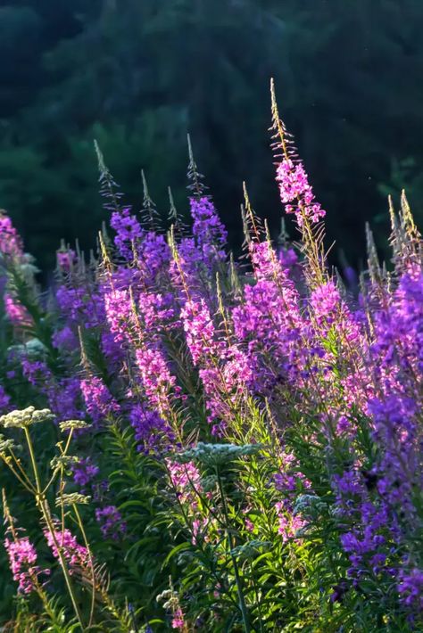 Fireweed aka Ivan chai is considered a wild flower and can sometimes be found in almost every backyard. It’s not classified as a weed but it can be found growing in unwanted areas. You can also find it growing on the side of the road or in the mountains. Fireweed Ivan Chai is a herbal tea with lots of great benefits. Fireweed Flower, Backyard Projects, Wild Flower, Medicinal Plants, Herbal Tea, In The Mountains, Beautiful Gardens, Garden Plants, Alaska