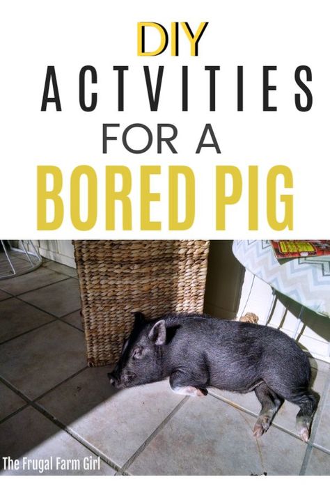 Ready to get rid of that darling pet pig of yours? here are mini pig enrichment ideas. Winter can be a tough time when your pig is stuck inside. Don't break the bank. Here are five frugal tips to keep your pig entertained and keep your own sanity. #pigs #entertained #tips #tricks #outdoors #pets #potbelly #minipigs #micropig #micro #training #house #pen #pet #pig #supplies #ideas #treats Pig Enrichment Ideas, Pig Enrichment, Mini Potbelly Pigs, Mini Pig Care, Pet Pig Care, Pet Pig House, Mini Pig Pet, Juliana Pigs, Darling Pet