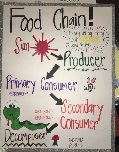 Food Chain Anchor Chart 1st Grade, Science Charts For Classroom, Food Chain Anchor Chart, Food Chains Anchor Chart, Anchor Chart 1st Grade, Food Chain Project, Science Chart, Science Anchor Charts, Science Room