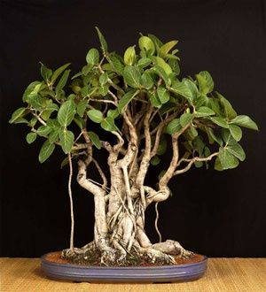 Banyan Bonsai, Plant Tricks, Banyan Tree Bonsai, Bonsai Tattoo, Ficus Benghalensis, Bonsai Fruit Tree, Zen Nature, Window Box Plants, Bonsai Forest