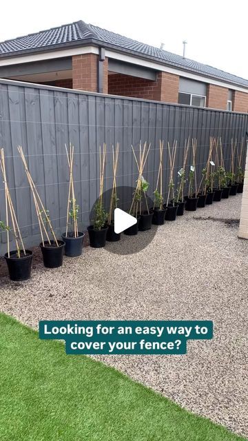 Bunnings Warehouse on Instagram: "Planting privacy 🔒 
 
Turn your space into a tranquil hideaway with fast-growing plants like star jasmine, just like @AndieNapoli. 
 
For ‘10 fast-growing plants for privacy’ check out the detailed guide via our website. (Link in bio. ⬆️)
 
#Gardening #GardeningTips" Plants For Privacy, Privacy Plants, Star Jasmine, Fast Growing Plants, Plant Mom, Fast Growing, Website Link, Growing Plants, Gardening Tips