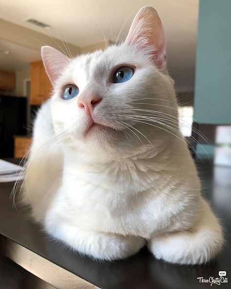 White Cat And Blue Eyes, Cats With Unique Eyes, Cats With Blue Eyes, White Cat With Blue Eyes, Fluffy Kittens, Cat With Blue Eyes, White Cats, Cat Facts, Kittens Funny