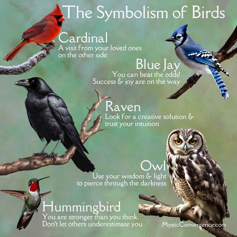 ✨🌿 Birds symbolize freedom, hope, and spiritual guidance. From cardinals offering comfort to crows signaling transformation, each bird carries a special message. But remember, not everything is a sign—sometimes, a bird is just a bird! 🌟 Stay curious, though, and keep your eyes open for nature’s subtle whispers. Which birds have caught your attention recently? #NatureMagic #BirdSymbolism #SpiritualGuidance #NaturePhotography #BirdWatching #InspirationFromNature Bird Symbolism, Keep Your Eyes Open, Stay Curious, Animal Spirit Guides, Witch Spirituality, Animal Guides, Animal Spirit, Spirit Animals, Stronger Than You Think