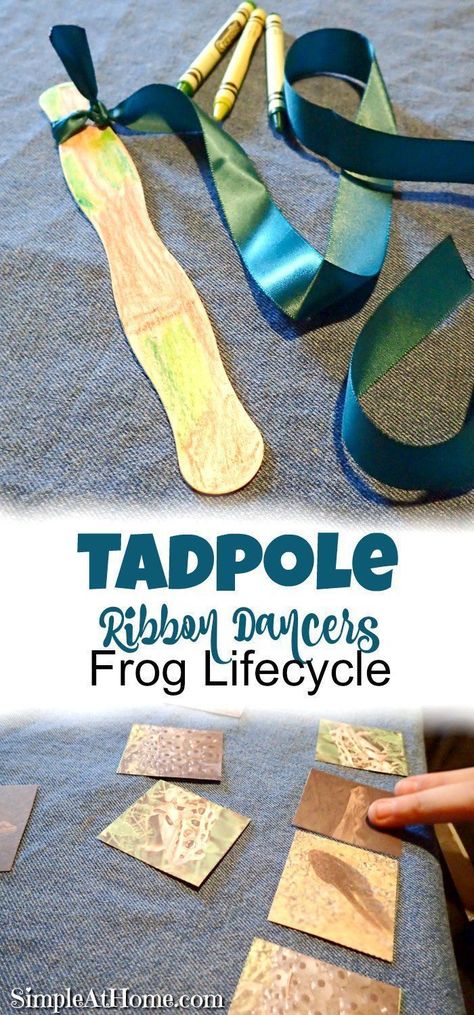 Frog lifecycle and tadpole ribbon dancer Frog Art Preschool, Frog Science, Reptiles Preschool, Amphibians Activities, Pond Life Theme, Tadpole To Frog, Ribbon Dancer, Frogs Preschool, Process Art Preschool