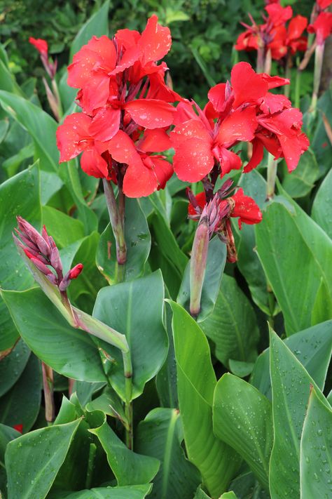 Why Isn?t My Canna Lily Blooming: Reasons For No Flowers On A Canna Plant Canna Lily Landscaping, Canna Lily Care, Canna Lily Garden, Canna Lillies, Canna Lilly, Cana Lily, Lilly Plants, Canna Bulbs, Canna Flower