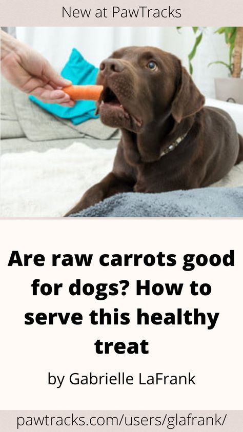 Vets and canine experts have confirmed: Raw carrots are great snacks and add-ins for your dog’s next meal — even the leafy tops are safe to eat, states Purina. However, you should take a few precautions before serving these refreshing veggies. Carrot Chews For Dogs, Frozen Carrots For Dogs, Carrots For Dogs, Dehydrated Veggie Chips, How To Cut Carrots, Roasted Whole Carrots, Veggie Crackers, Great Snacks, Carrot Benefits