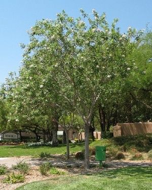 chitalpa tree in bloom -The drought-tolerant Chitalpa tree (Chitalpa x tashkentensis), left, will grow 2 feet or more every year to a mature height of 25 to 30 feet. It has an open branching structure and casts a dappled shade. Chitalpa Tree, Drought Resistant Trees, Xeriscape Garden, Fast Growing Shade Trees, Desert Shade, Drought Tolerant Trees, Desert Trees, Desert Gardening, Desert Gardens