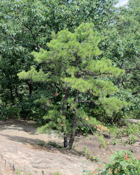 Pitch Pine Deer Resistant Shrubs, Pine Leaves, Pitch Pine, Pine Leaf, Deer Resistant Plants, Dripping Springs, Trees And Shrubs, Wikimedia Commons, Deer