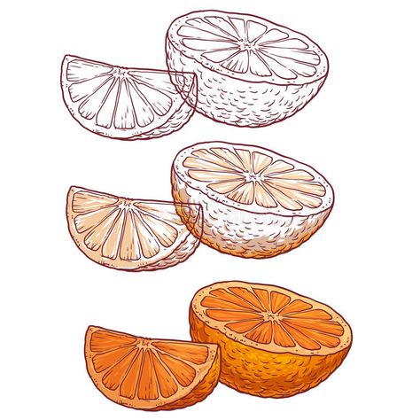 Set of juicy orange on a white background royalty free illustration Packing Illustration, Orange Vector, Background For Design, Juicy Orange, Food Illustration Art, Blue Abstract Art, Vector Sketch, Vintage Drawing, Free Illustration