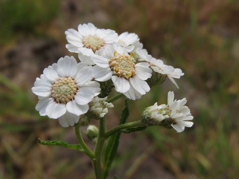 Achillea ptarmica Fam. Asteraceae Achillea Ptarmica, Fibonacci Sequence, Dark Green Leaves, Herbaceous Perennials, Wild Flower, Green Leaves, 2nd Birthday, Perennials, Planting Flowers