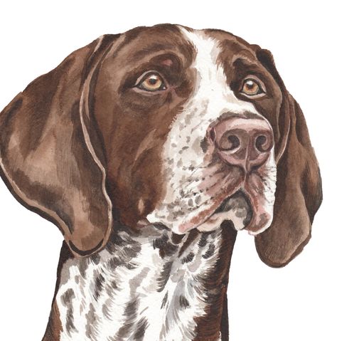 Watercolor German Shorthair Pointer, German Shorthaired Pointer Art, Gsp Painting, German Shorthaired Pointer Drawing, German Short Haired Pointer, Gsp Dogs, Short Haired Pointer, Gsp Puppies, Dog Memorial Tattoos