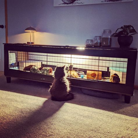 Extra large guinea pig cage designed to look like furniture. Home to two happy piggies, Peanut and Pepper Dresser Guinea Pig Cage, Diy Guinea Pig Cage Furniture, Guinea Pig Enclosure, Indoor Guinea Pig Cage Ideas, Aesthetic Guinea Pig Cage, Guinea Pig Cage Ideas, Indoor Guinea Pig Cage, Hedgehog Cage, Guinea Pig Hutch