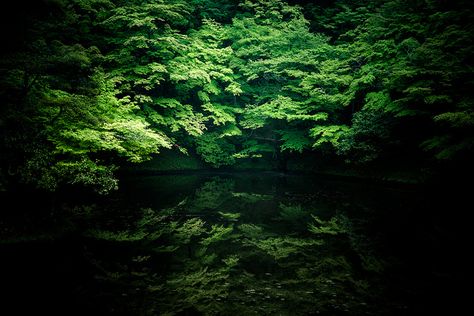 Rainy Green, Shugakuin Imperial Villa via Shibazo | Flickr Wallpaper Trees, Reflection Pictures, Mac Laptop, Tree Forest, Green Wallpaper, Backgrounds Desktop, Nature Wallpaper, Desktop Wallpaper, Hd Wallpaper