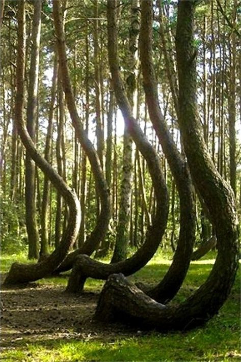 Crooked Forest, Shinrin Yoku, Unique Trees, 80 Years, Beautiful Tree, In The Woods, Amazing Nature, Natural Wonders, Nature Beauty