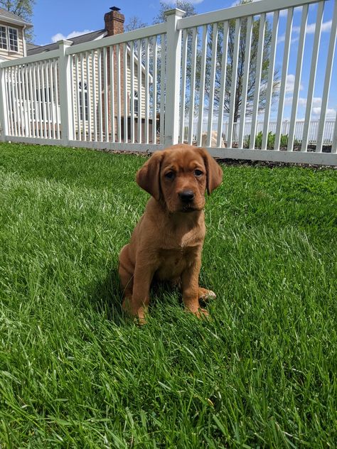 Fox Red Lab Puppies, Red Retriever Puppy, Red Lab Puppy, Red Fox Lab, Red Fox Labrador, Fox Labrador, Fox Red Labrador Puppy, Red Retriever, Red Lab Puppies