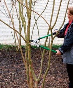 Pruning Crepe Myrtles, Pruning Climbing Roses, Crepe Myrtles, Crepe Myrtle Trees, Pruning Hydrangeas, Growing Raspberries, Myrtle Tree, Crepe Myrtle, Pebble Mosaic