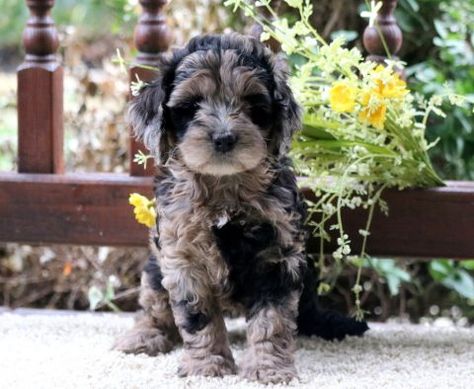 Westie Puppies For Sale, Chocolate Cockapoo, Cockapoo Breeders, Mini Goldendoodle Puppy, Cockapoo Puppies For Sale, Cockapoo Puppy, Mini Goldendoodle Puppies, Goldendoodle Puppy For Sale, Westie Puppies