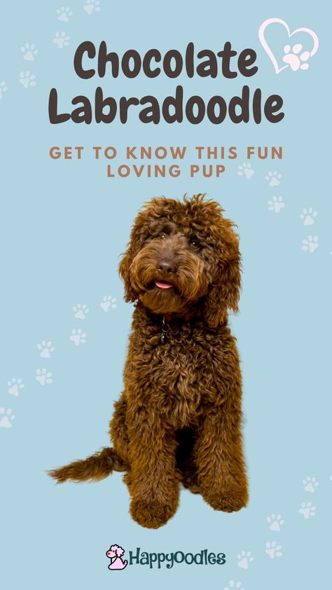 Chocolate Labradoodle Puppy, Brown Labradoodle, Labradoodle Grooming, Chocolate Labradoodle, Labradoodle Puppy, Fun Loving, Labradoodle, Dog Care, Getting To Know