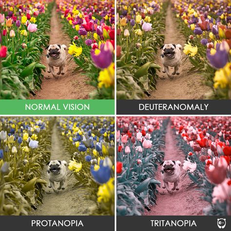 You’ll Be Amazed How People With Color Blindness See The World (10+ Pics) Pug In A Tulip Field Color Vision Deficiency, Blind Art, Eye Facts, Color Vision, Open Source Projects, Types Of Colours, Color Blind, Tulip Fields, Rainbow Roses