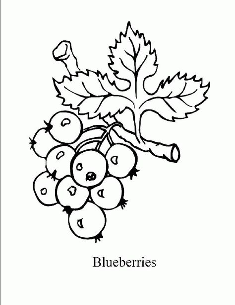 Blueberry Images, Bush Drawing, Blueberry Bush, Coloring Pictures For Kids, Branch Drawing, Train Coloring Pages, Garden Coloring, Garden Coloring Pages, Fruit Coloring Pages