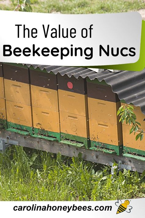 Bee Nuc, Types Of Honey Bees, Backyard Beehive, Bee Keeping Hives, Bee Hives Boxes, Langstroth Hive, Bee Stuff, Raising Bees, Homestead Life