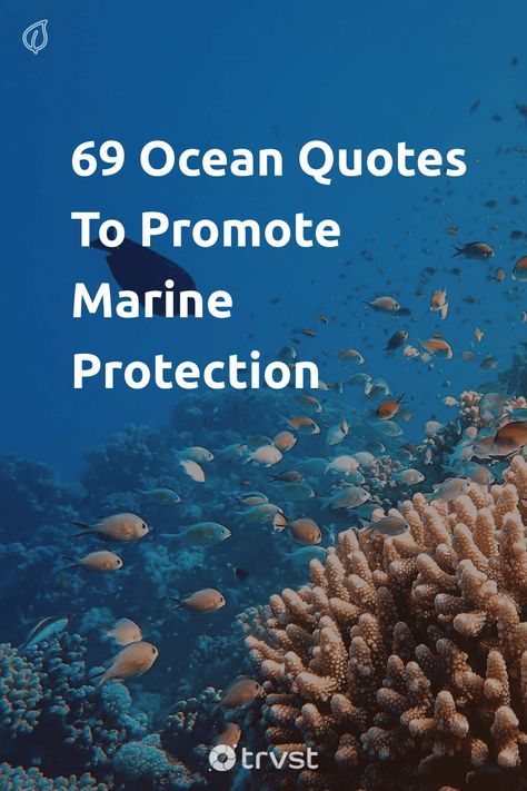 "69 Ocean Quotes To Promote Marine Protection"- The sea is home to more than one million different species of creatures, including fish, mammals, reptiles, and invertebrates, making it an essential component of the earth's ecosystem. We’ve compiled this selection of ocean quotes to celebrate... #trvst #quotes #environment #beauty #ocean #fish #marine #mammals #oceans #scuba #water #ecofriendly #nature Ocean Life Quotes, Save Water Quotes, Protector Quotes, Quotes Environment, Conservation Quotes, Biology Quote, Ocean Academia, Wildlife Quotes, Eco Quotes