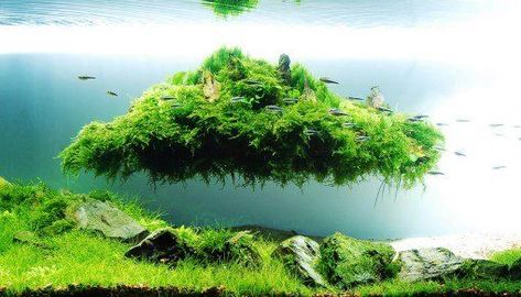 Top 10 Best Examples of Aquascaping Klein Aquarium, Takashi Amano, Diy Fish Tank, Nano Aquarium, Live Aquarium Plants, Nature Aquarium, Aquascape Aquarium, Aquarium Design, Aquarium Fish Tank