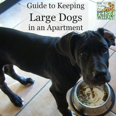 Large Dogs in Apartments Dogs In Apartments, Dog Apartment Living, Apartment Dogs, House Training Dogs, Dog Essentials, Large Dog Breeds, Baby Puppies, Pet Life, Dog Houses