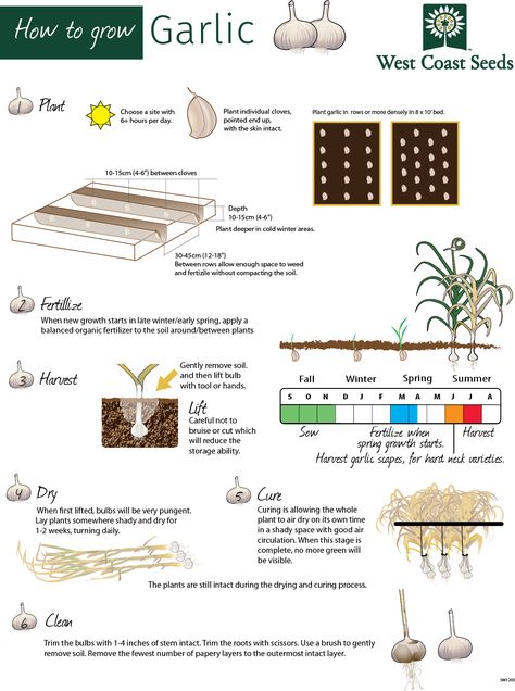 How To Grow Garlic: An infographic. Growing garlic in your organic garden is easy! It's the perfect crop to start in a fall and winter garden. Plant your own and contribute to your self sufficiency. Wisconsin Gardening, Grow Garlic Indoors, Architecture Trees, Plant Garlic, Grow Garlic, Self Sufficiency, Tattoo Plant, Fall Gardening, Growing Garlic