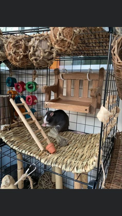 Critter Nation Cage Ideas Pet Rats, Aesthetic Rat Cage, Rat Enclosure, Rat Cage Ideas, Pet Rat Cages, Critter Nation Cage, Rat Care, Rat Cage Accessories, Rat House