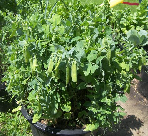 Growing Peas – Harvesting Burpeeana Early (Week 11) Easy Vegetables, Growing Peas, Easy Vegetables To Grow, Container Vegetables, Starting A Vegetable Garden, Plants Growing, Container Gardening Vegetables, Hydroponic Gardening, Veggie Garden