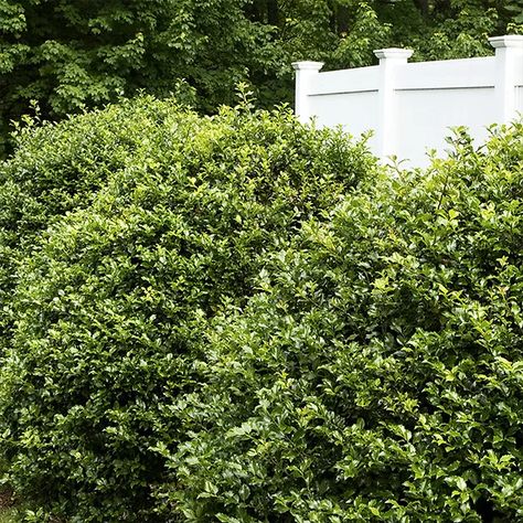 13 Types of Holly Plants All DIY Landscapers Should Know Hollies Landscaping, Soft Touch Holly Landscaping, Holly Shrubs Landscaping, Japanese Holly Landscaping, Holly Bushes In Landscaping, Tall Bushes In Front Of House, Holly Trees Landscaping, Holly Landscaping, Laurel Bush