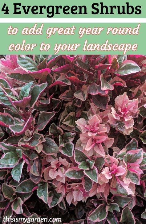 #Arborvitae #Wintercreeper #MountainLaurel #Boxwoods #shrubs #evergreen #landscape #plants #yard #lawn #flowerbeds #color #easy #thisismygarden Landscape Shrubs, Shrubs For Landscaping, Colorful Shrubs, Landscaping Shrubs, Evergreen Landscape, Shade Shrubs, Evergreen Garden, Front Landscaping, Evergreen Plants