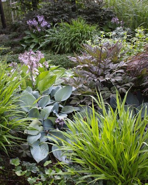 Johanna - landscape designer on Instagram: "Two of my favorite hostas are blooming now - Elegans and Halcyon. Both have think leaves so slugs are not very fond of them 👍🏻 What’s your favorite?" Hosta Halcyon, Plant Combos, Blonde Ambition, Landscape Designer, Dancing Queen, Shade Garden, Landscape Design, Dancing, My Favorite