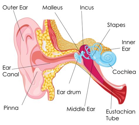 Demystifying the Ear Canal: Consider Professional Ear Cleaning | RK Audiology Inner Ear Diagram, Human Ear Diagram, Human Ear Anatomy, Ear Diagram, Earache Remedies, Ear Structure, Reflexology Points, Ear Anatomy, How To Draw Ears