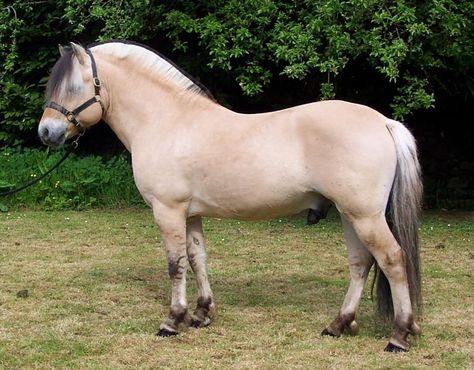 Norwegian Fjord Horse Day Planned ... Big Horse Breeds, Norwegian Fjord Horse, Different Horse Breeds, Miniature Ponies, Fjord Horse, Morgan Horse, Free Horses, Big Horses, Types Of Horses