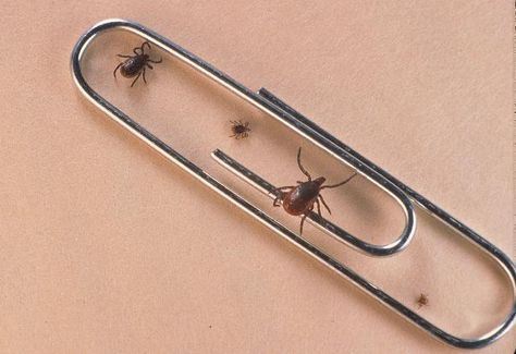 Lyme disease and other tick-borne infections are skyrocketing. In western Pennsylvania, where I work, Lyme increased 25% just between 2013 and 2014, with Butler County having 412 cases and Allegheny County chalking up a record 822 cases last year. And where I vacation, in Maine, the rate of Lyme in [...] Get Rid Of Ticks, Garage Projects, Tiny Farmhouse, Deer Ticks, Tick Bite, Butler County, Backyard Ideas, Physical Health, Pest Control