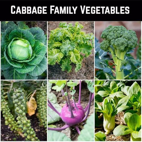 18 Cabbage Family Companion Plants & 4 To Never Grow Together Plant Tomatoes, Kale Plant, Cabbage Plant, Cabbage And Potatoes, Garden Companion Planting, Cabbage Worms, Pea Plant, Gardening Guide, Growing Pumpkins