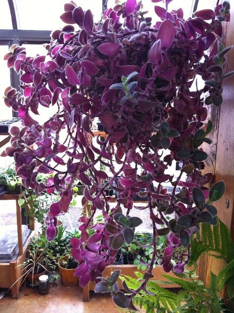 23 Best Trailing Foliage Plants for Hanging Baskets & Windowboxes | Balcony Garden Web Tropic Goth, Gynura Aurantiaca, Indoor Plants Names, Wondering Jew, Purple Passion Plant, Indoor Vines, Purple Flowering Plants, Goth Garden, Wandering Jew