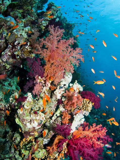 Learn the risks our world's coral reefs are facing and what they mean for our future and the future of the ocean. Beautiful Underwater, Fauna Marina, Ocean Floor, On The Ocean, Ocean Vibes, Marine Biology, Ocean Creatures, Summer Wallpaper, Underwater World