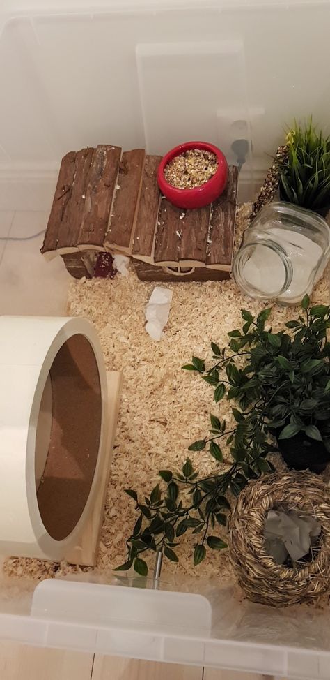 Hamster cage hamster diy hamster syrianhamster ikea samla Hamster Essentials, Hamster Scaping, Diy Hamster House, Ikea Samla, Hamster Tank, Hamster Diy Cage, Big Bird Cage, Cool Hamster Cages, Hamster Stuff