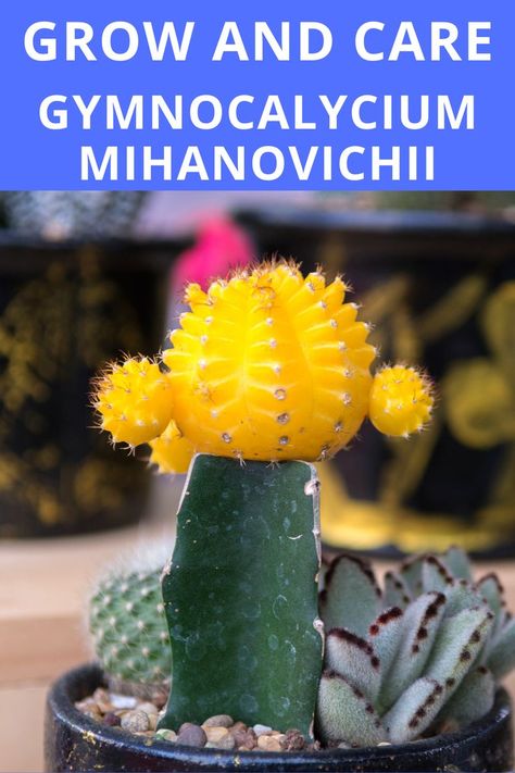 Gymnocalycium Mihanovichii “Moon Cactus” Grafted Cactus, Cactus House, Moon Cactus, Moon Plant, Pot Flowers, Gymnocalycium Mihanovichii, Cactus House Plants, Cactus Care, Weird Plants