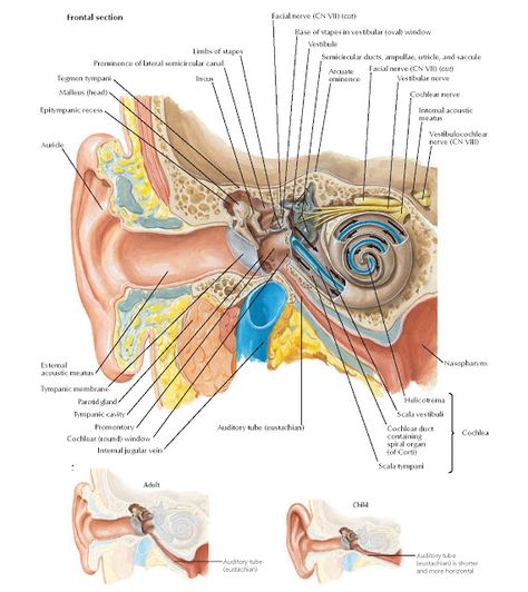 Ear and Course of Sound in Cochlea  Anatomy   Limbs of stapes , Facial nerve (CN VII) ( cut ) , Prominence of lateral semicircular canal ... Throat Anatomy, Human Skeleton Anatomy, Ear Anatomy, Chin Exercises, Facial Nerve, Brain Anatomy, Human Body Anatomy, Medical School Studying, Medical School Essentials