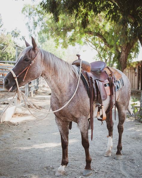 Western Horse Riding, Ranch Horses, Horses Western, Western Horses, Cute Horse Pictures, Morgan Horse, Barrel Racing Horses, Red Horse, Rodeo Horses