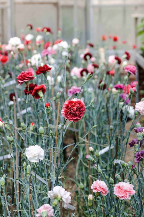 Carnation Garden Ideas, Carnation Landscaping, Carnation Flower Garden, Carnations Growing, Wild Carnations, Carnations Garden, Growing Carnations, Carnation Garden, Carnation Plants