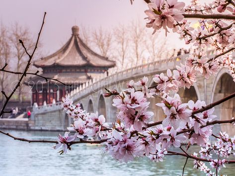 Spring at the Summer Palace, Beijing - Visit http://asiaexpatguides.com and make the most of your experience in China! Like our FB page https://www.facebook.com/pages/Asia-Expat-Guides/162063957304747 and Follow our Twitter https://twitter.com/AsiaExpatGuides for more #ExpatTips and inspiration! Summer Palace Beijing, The Summer Palace, Foto Inspo, Art Chinois, Summer Palace, Beijing China, China Travel, A Bridge, Chinese Culture