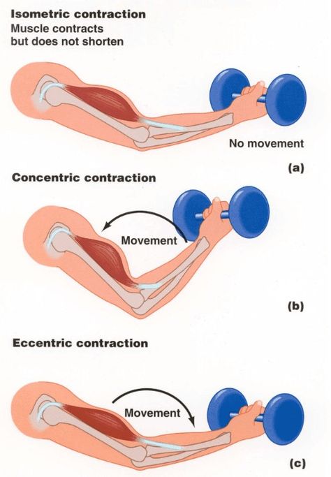 Anatomy 101, Delayed Onset Muscle Soreness, Types Of Muscles, Isometric Exercises, Bodybuilding Program, Exercise Physiology, Muscle Anatomy, Muscle Contraction, Human Anatomy And Physiology